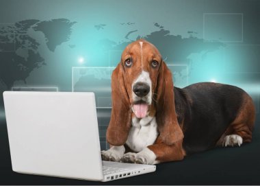 Basset tazı dizüstü bilgisayar ile