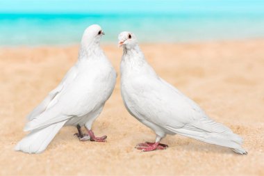 iki beyaz güvercinler