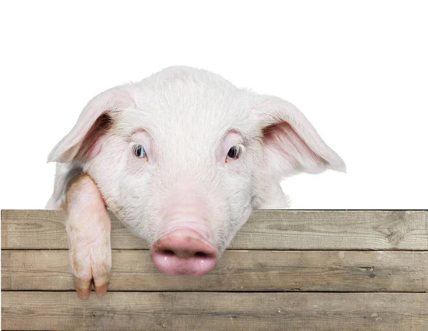 Piglet hanging on a fence — Stock Photo, Image