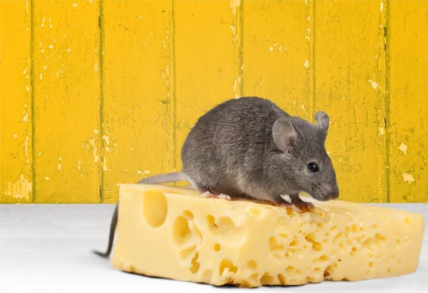 Rato cinzento animal e queijo — Fotografia de Stock