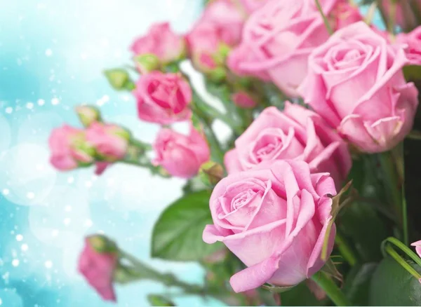 Красивые Розовые Розы Размытом Фоне — стоковое фото