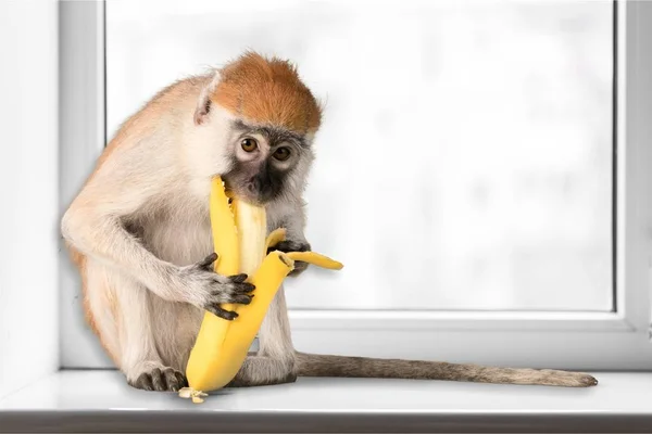 Cute małpy jedzenie bananów — Zdjęcie stockowe