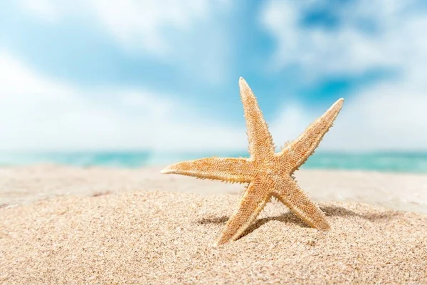 Plaj kum üzerinde bir deniz yıldızı — Stok fotoğraf