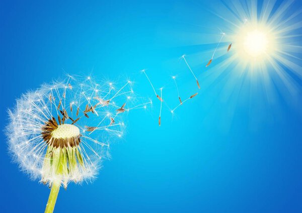 Одуванчик с выдувкой семян
