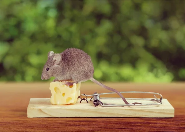 Armadilha com queijo e rato — Fotografia de Stock
