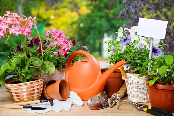 Flowers in Pots and gardening utensils — Stock Photo, Image