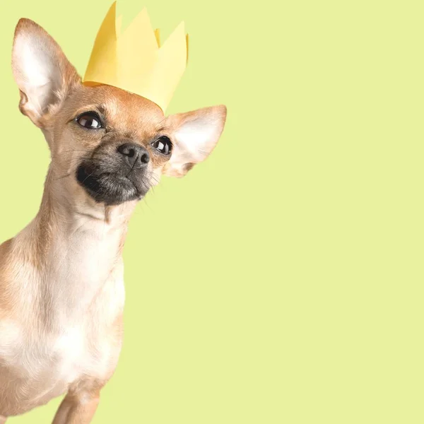 Liten Brun Hund Crown Isolerad Bakgrunden — Stockfoto