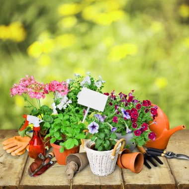 Pot ve Bahçe eşyaları çiçek