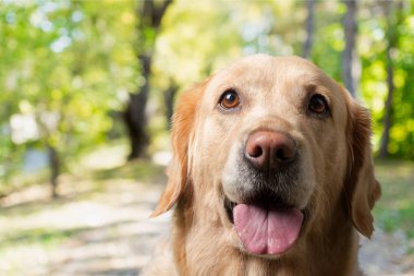 Golden retriever, labrador