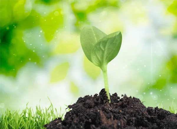 Grön växt i jord — Stockfoto