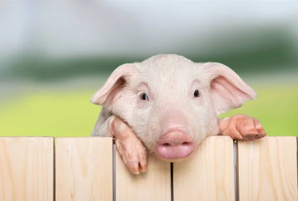 Ferkel hängt am Zaun — Stockfoto