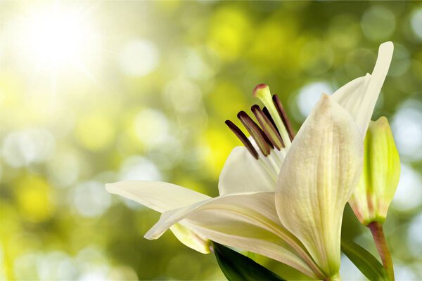 Красивая белая лилия
 