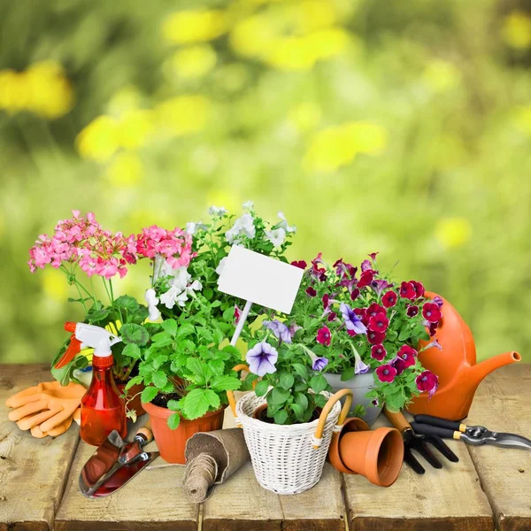 Flower Pot and gardening utensils — Stock Photo, Image