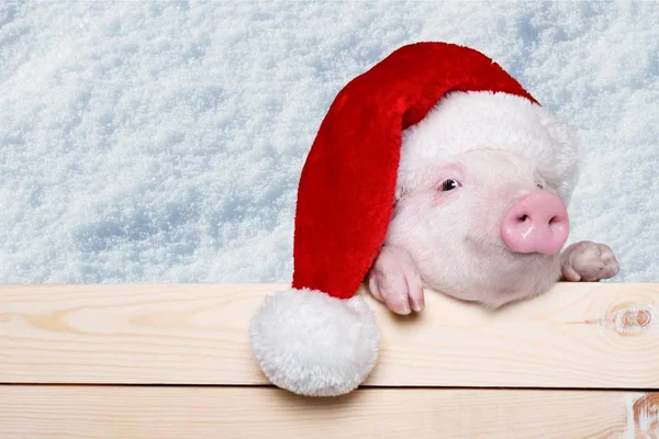 Niedliches Ferkel mit Weihnachtsmütze — Stockfoto