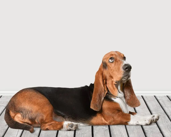 Basset hound pes — Stock fotografie