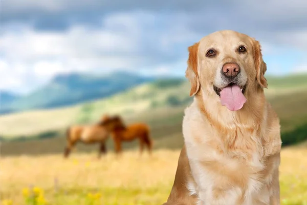 Golden retriever Labrador — Fotografia de Stock