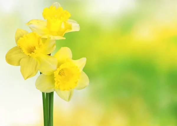 Fleurs Narcisses Jaunes Isolées Sur Fond — Photo