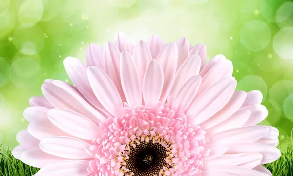 Pink gerbera flower — Stock Photo, Image