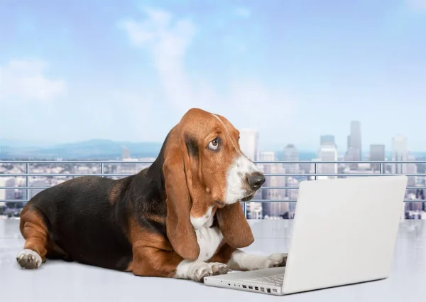 Basset Hound dog med laptop — Stockfoto