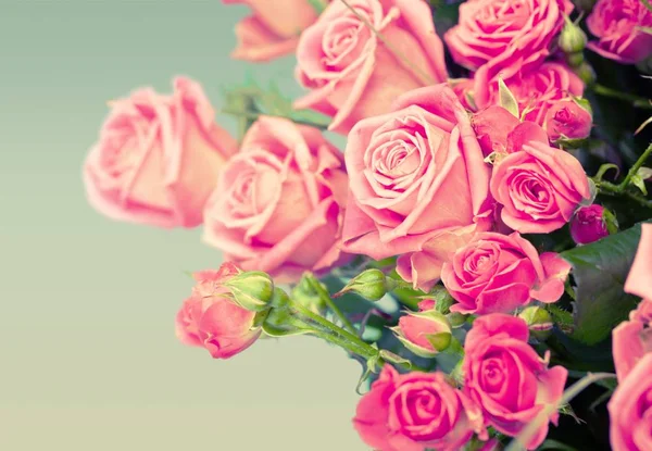 Beautiful pink roses — Stock Photo, Image