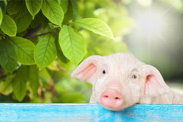 在栅栏上挂着的小猪 — 图库照片