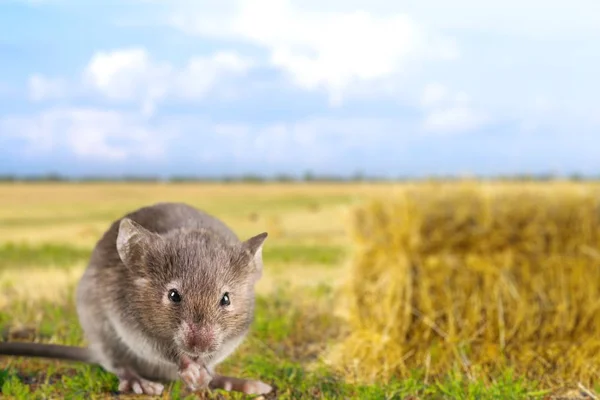 Rato bonito cinza — Fotografia de Stock