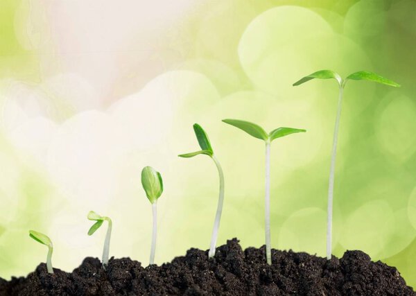 Green plants in soil on blurred background