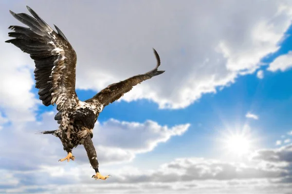 Testa d'aquila su bianco — Foto Stock