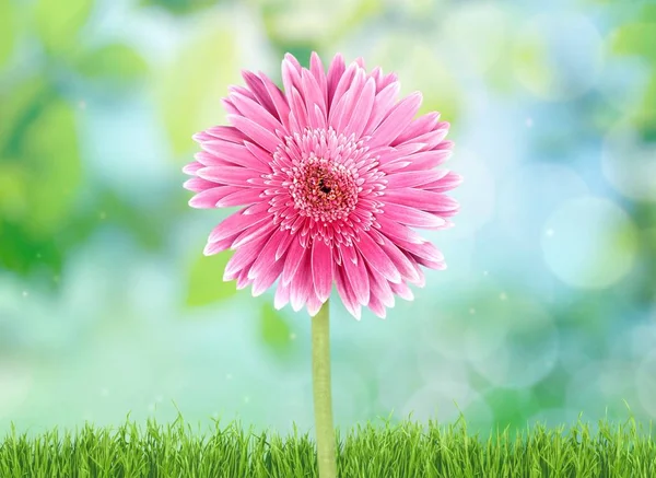 Roze Gerbera Bloem Geïsoleerd Achtergrond — Stockfoto