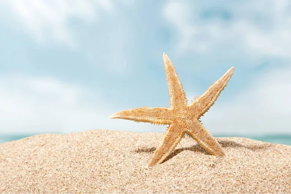 Een zeester op strand zand — Stockfoto