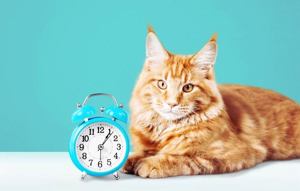 Entzückende rote Katze mit Uhr — Stockfoto