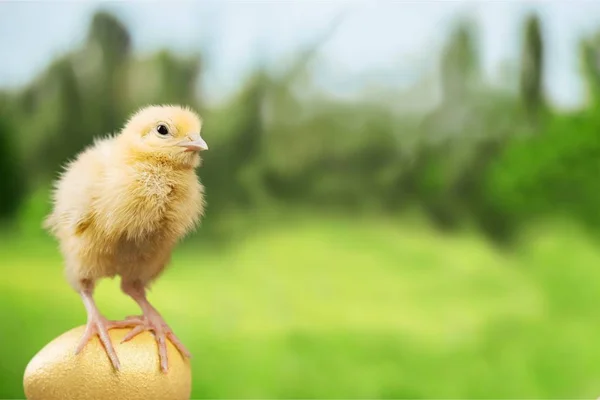 Schattig kip en ei — Stockfoto