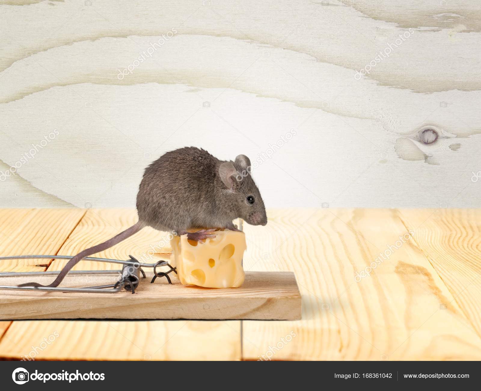 Trap with cheese and mouse Stock Photo by ©billiondigital 168361042