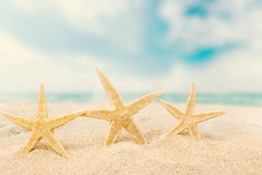 Starfishes kum plaj, yakından görmek 