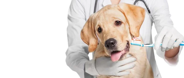 Doctor cepillado diente de perro — Foto de Stock