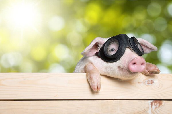 pig with glasses on  fence