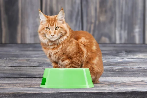 Ciotola rossa per gatti e cibo — Foto Stock