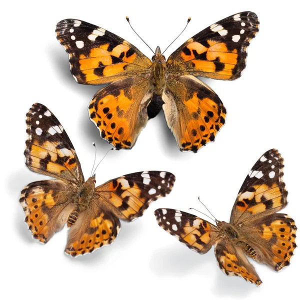 Insects Butterflies collection — Stock Photo, Image