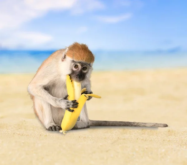 Cute Małpy Bananem Jasnym Tle — Zdjęcie stockowe