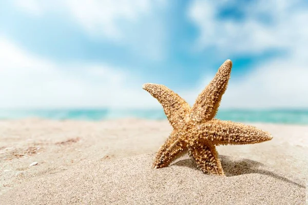 Uma estrela do mar na areia da praia — Fotografia de Stock