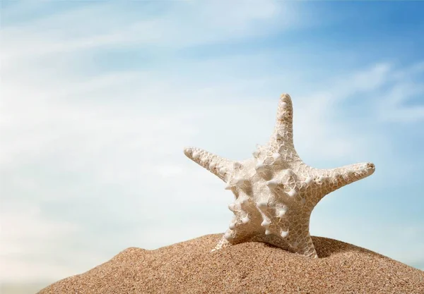 One Starfish Beach Sand Isolated Background — Stock Photo, Image