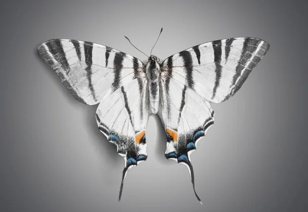 Милое животное бабочки — стоковое фото