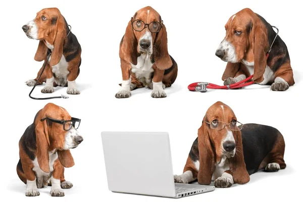 Бассет Hound dog з ноутбуком — стокове фото