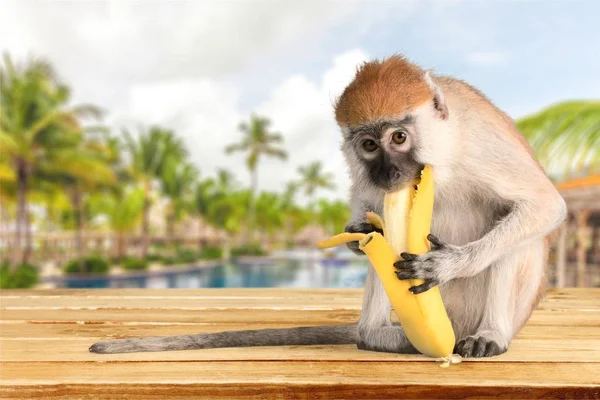 Macaco Bonito Com Banana Fundo Claro — Fotografia de Stock