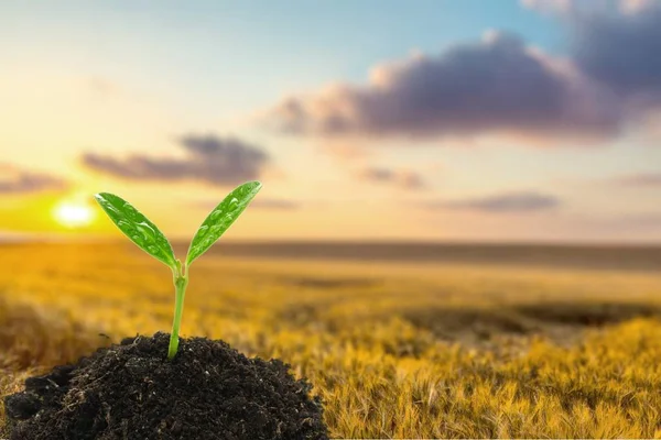 Planta verde no solo — Fotografia de Stock