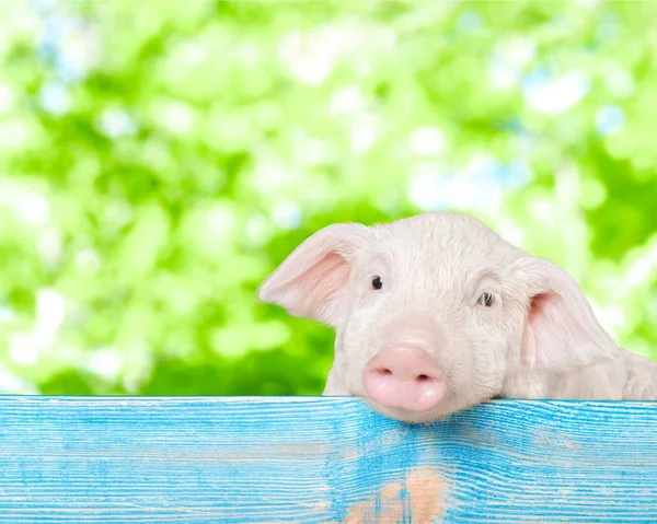 돼지는 울타리에 매달려 — 스톡 사진