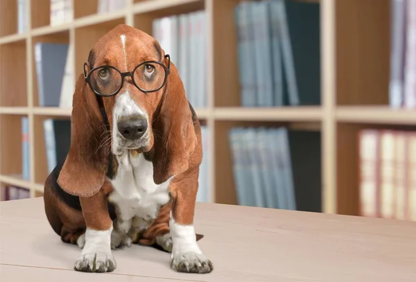 Basset Hound dog — Stock Photo, Image