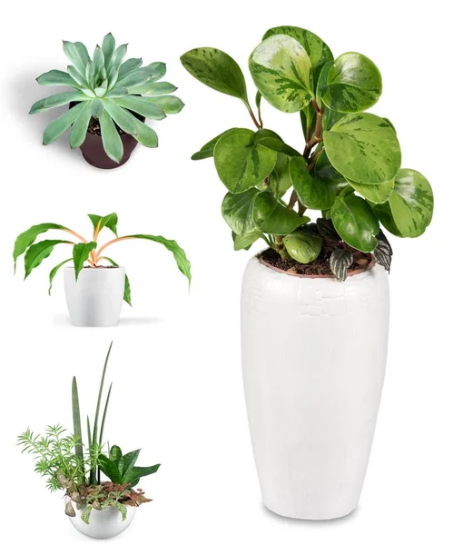Plant in a flower pot — Stock Photo, Image
