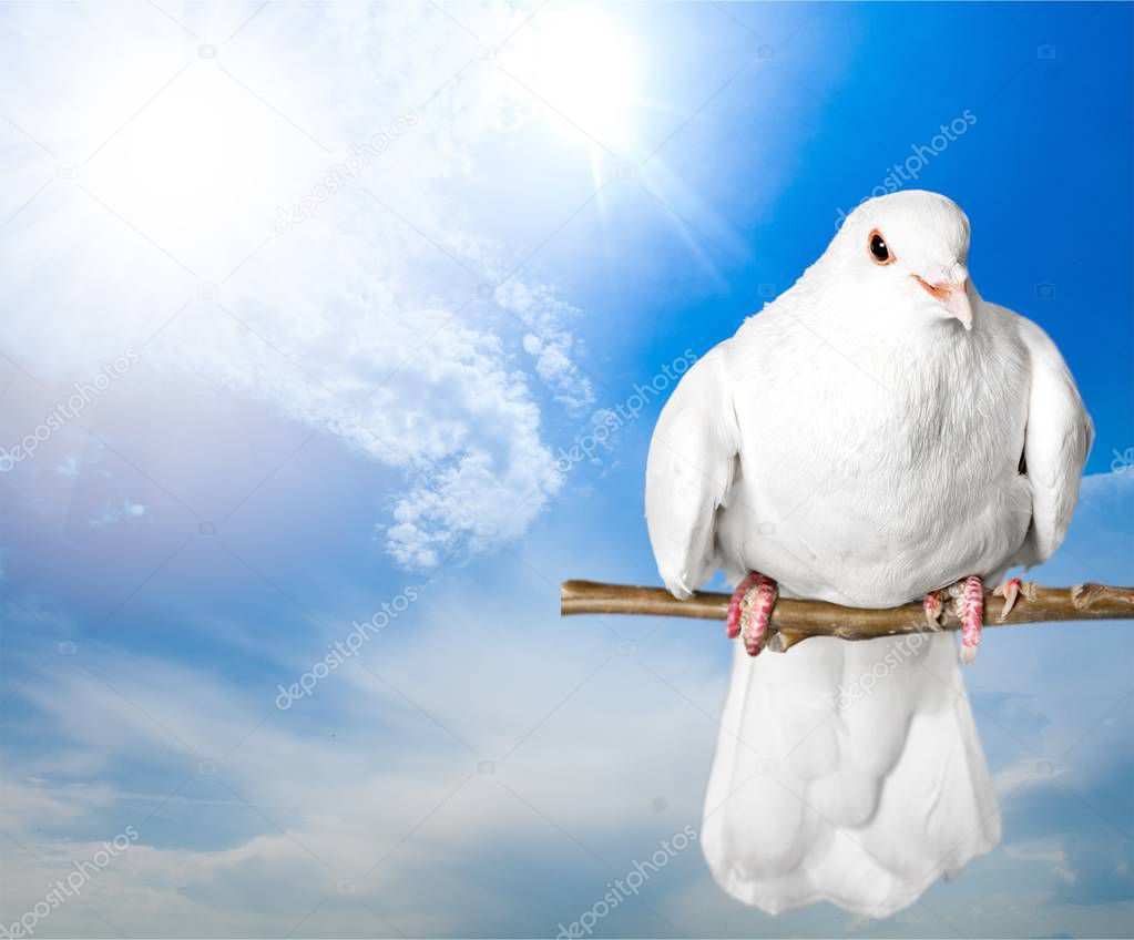 white pigeon dove sits