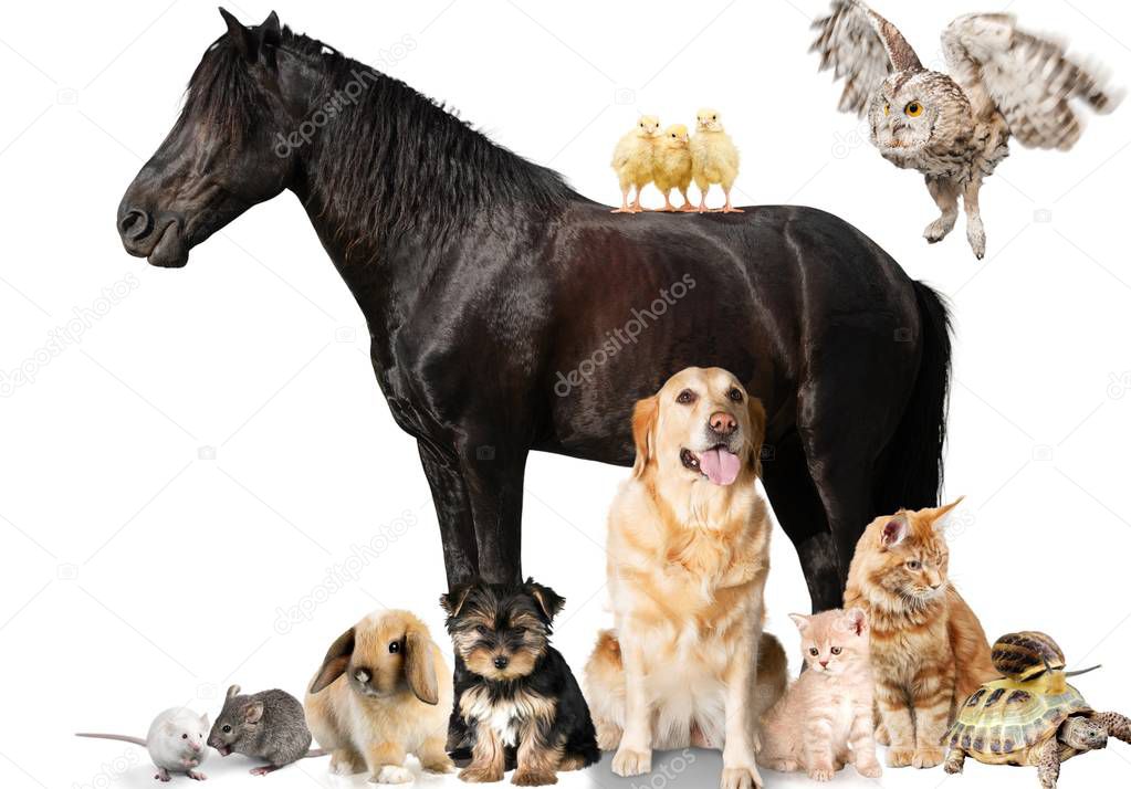 group of dogs on background